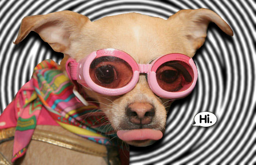 SunglassesChihuahua