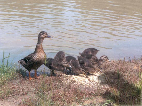 ducklings